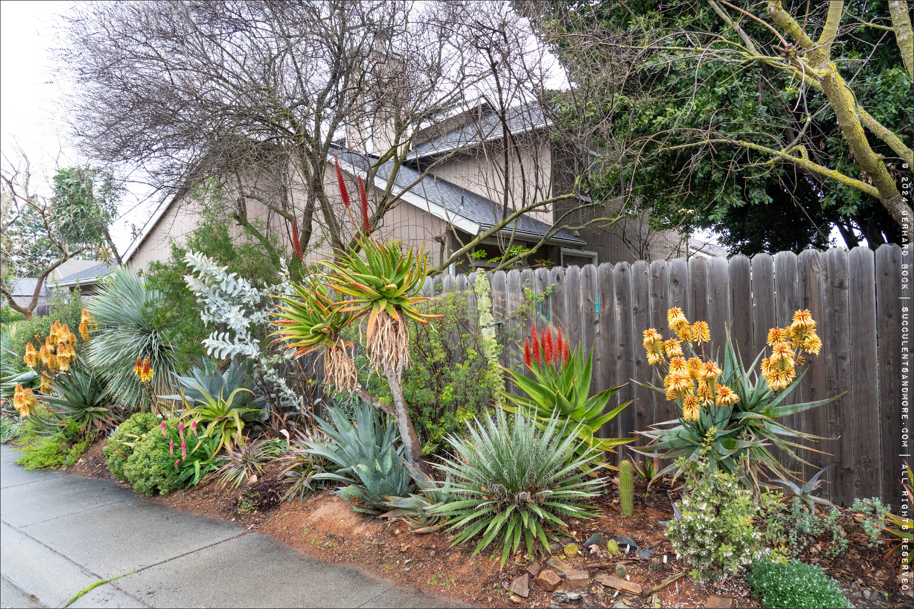 Gerhard Bock Open Garden, March 1