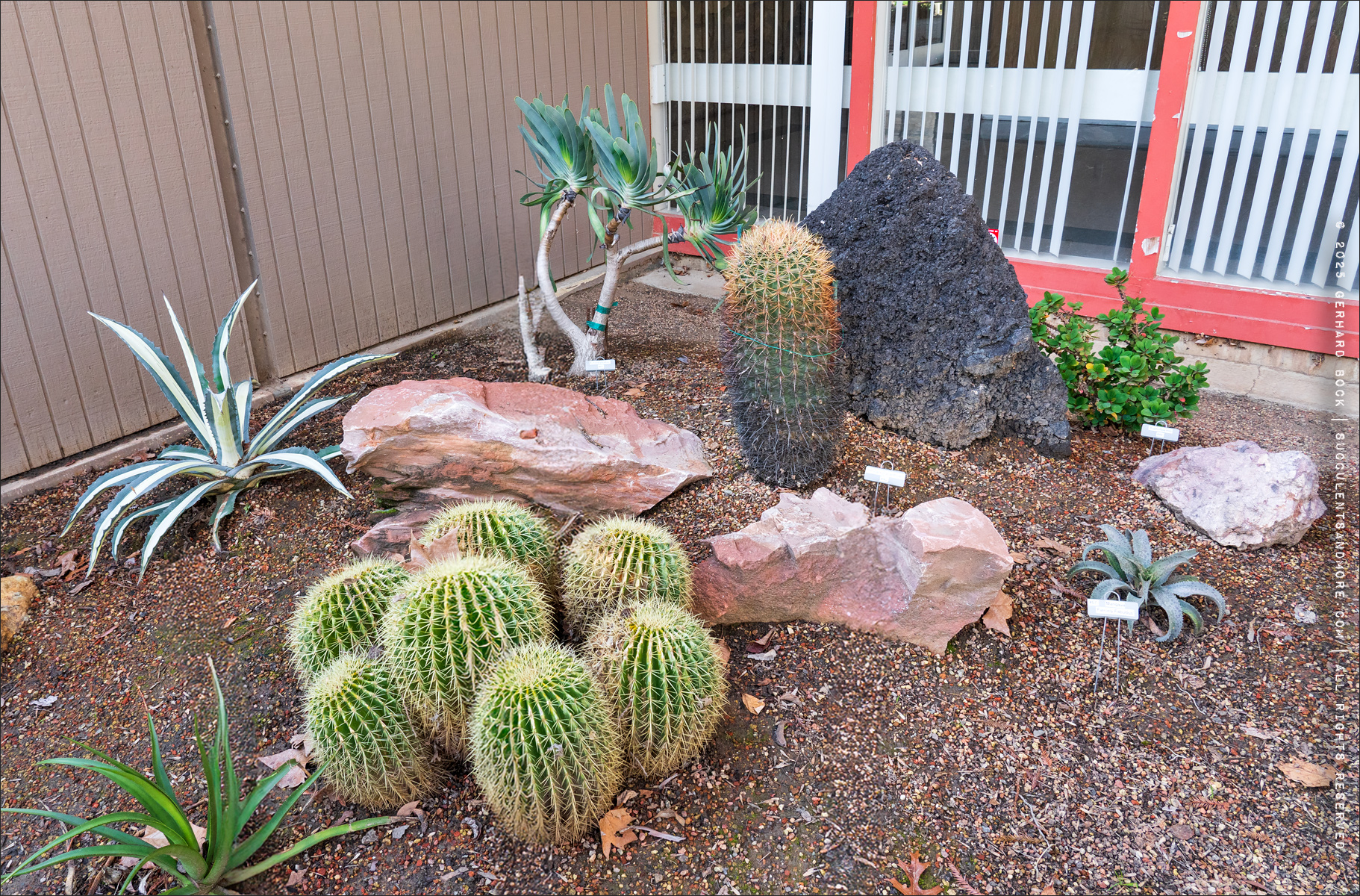 Sacramento Cactus and Succulent Society Demonstration Garden at the Shepard Garden & Arts Center