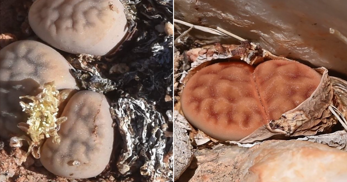 Next meeting, July 28: talk by Peter Beiersdorfer on looking for (formerly) lost Lithops species in Namibia