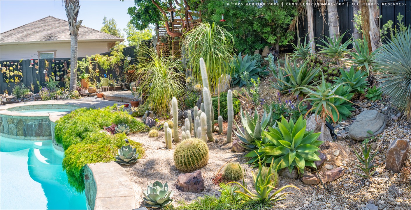 Next meeting, January 26: Big-Box Store Succulents