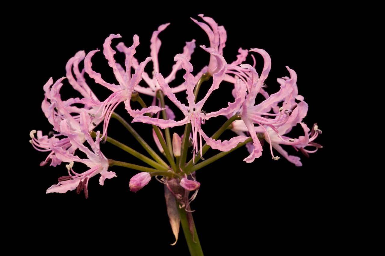 Next meeting, November 24: South African Bulbs: Propagation and Cultivation