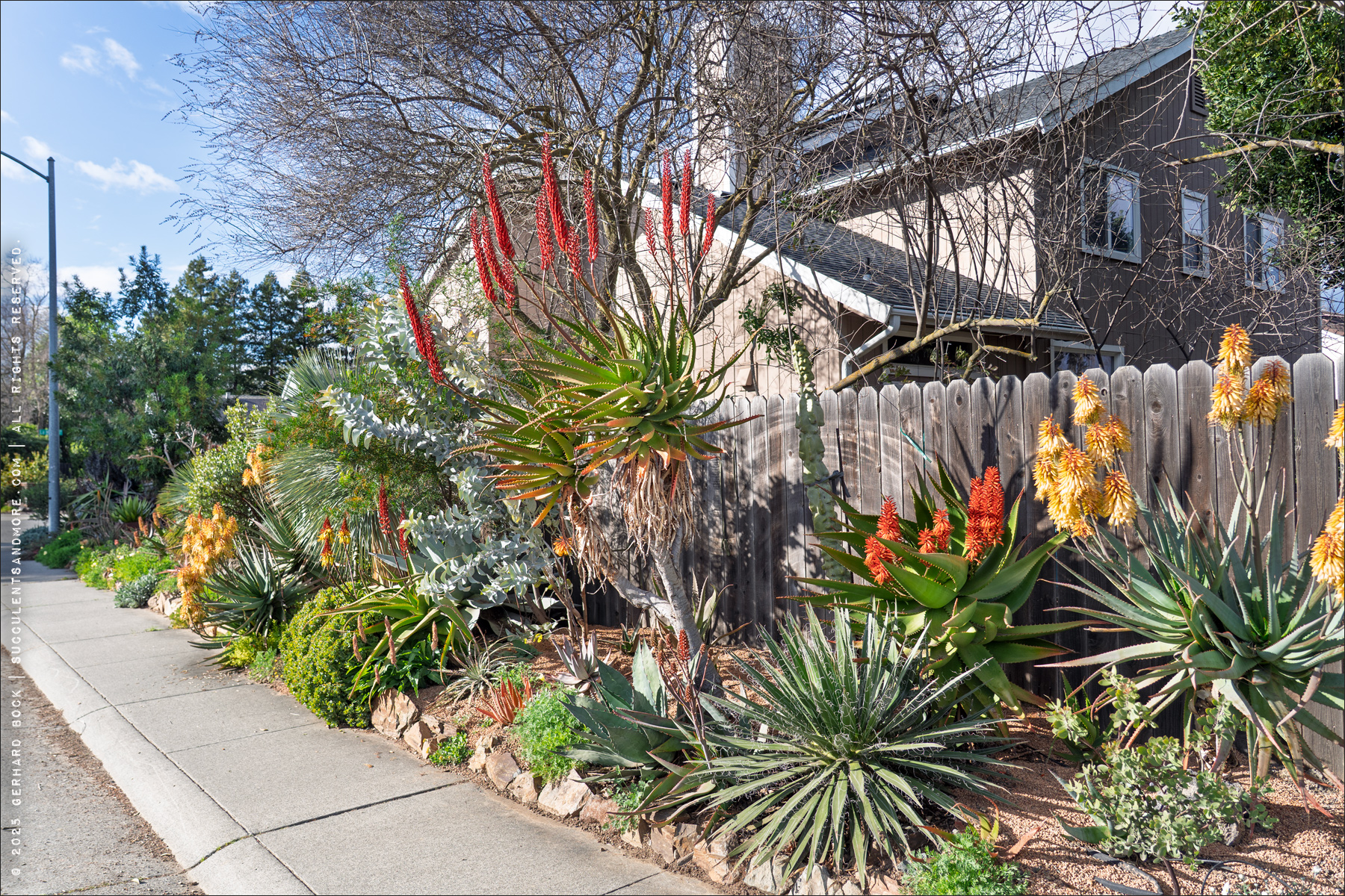 Aloes in Gerhard Bock's garden