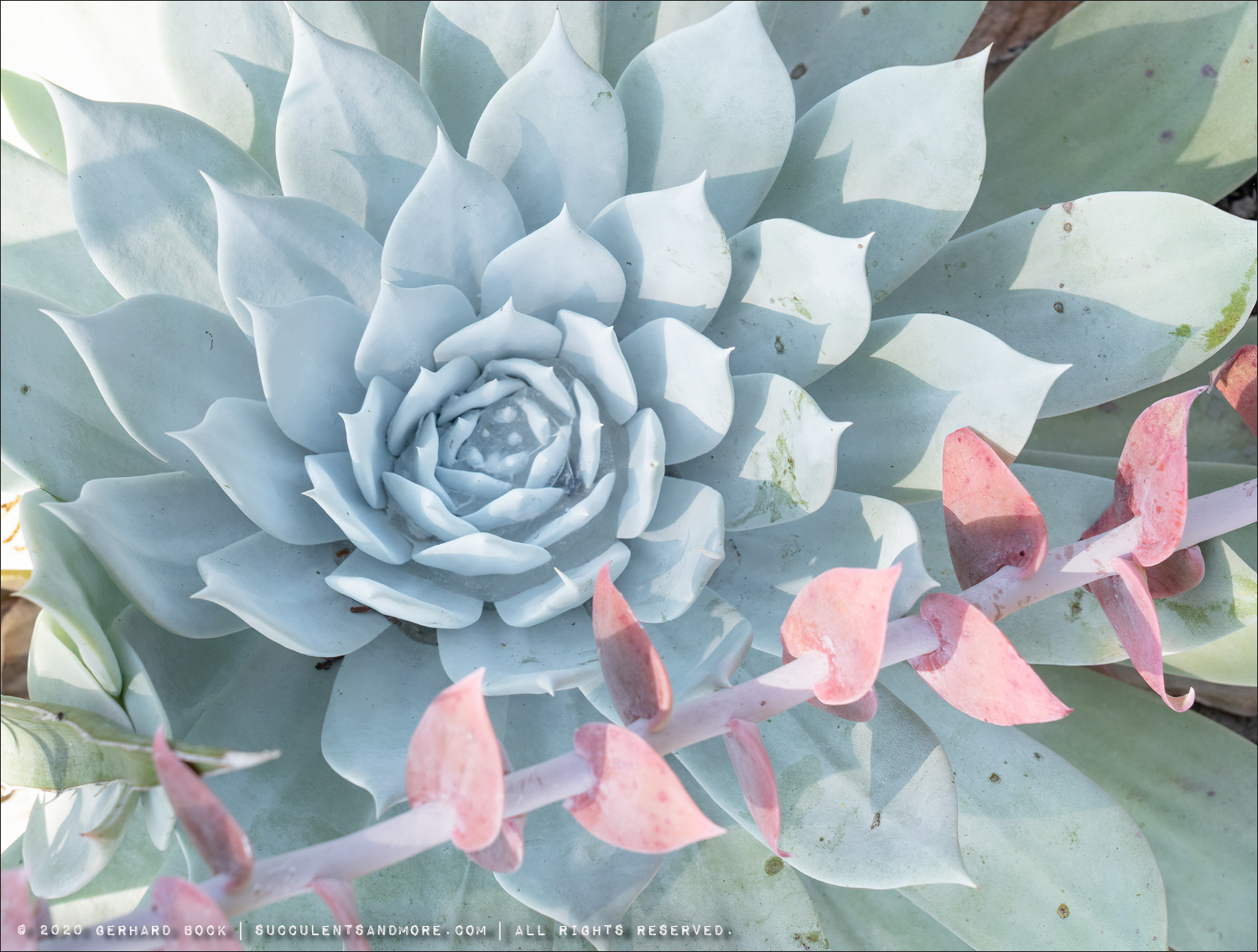 Next meeting, April 27, 2026: New and Old Adventures in Dudleya with Stephen McCabe