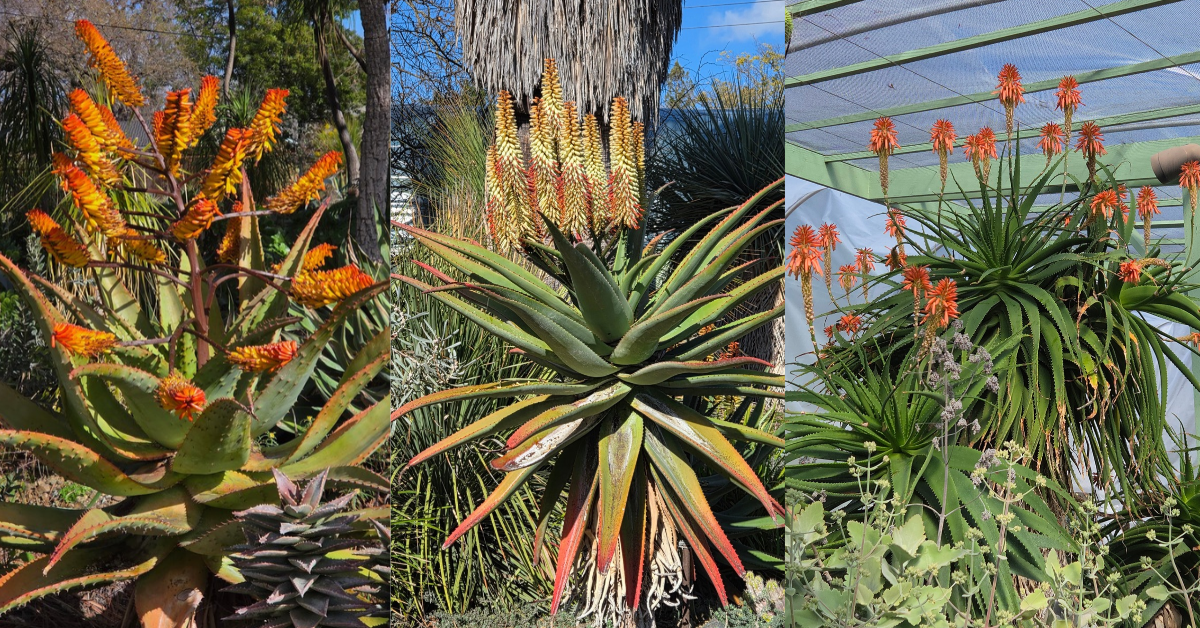 Ruth Bancroft Garden field trip, February 6, 2027